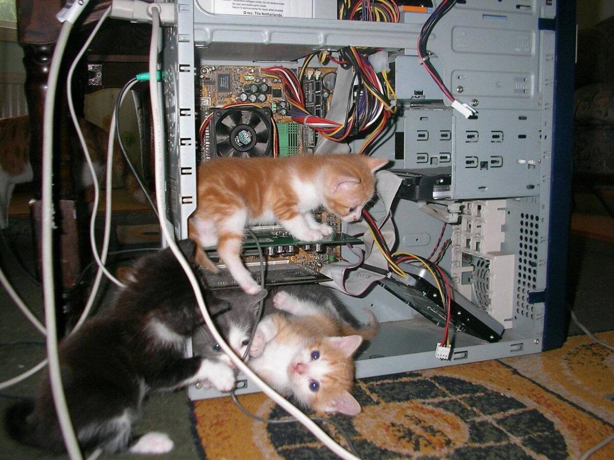 Может роботы и могут трудиться за человека, но котики у которых есть работа — незаменимы!