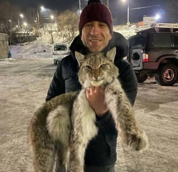 Молодого рысенка спасли в Петропавловске-Камчатском