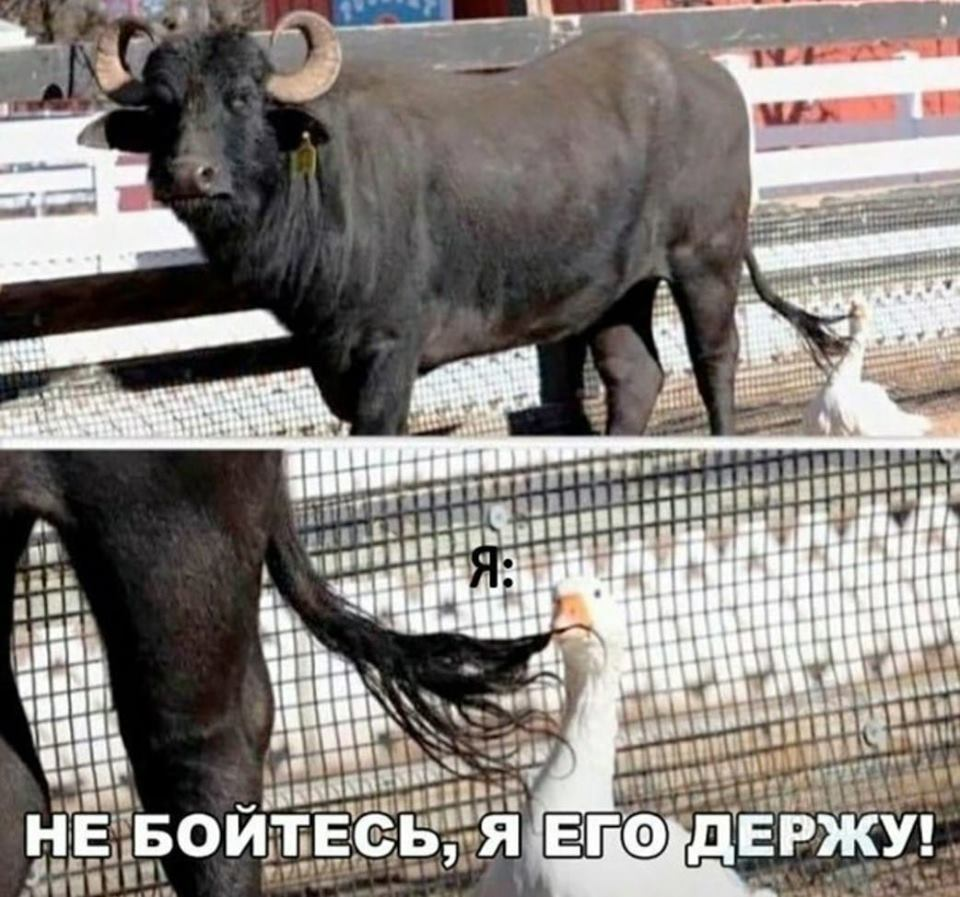Милые коровки просто отдыхают после пастбища... Но что это?!
