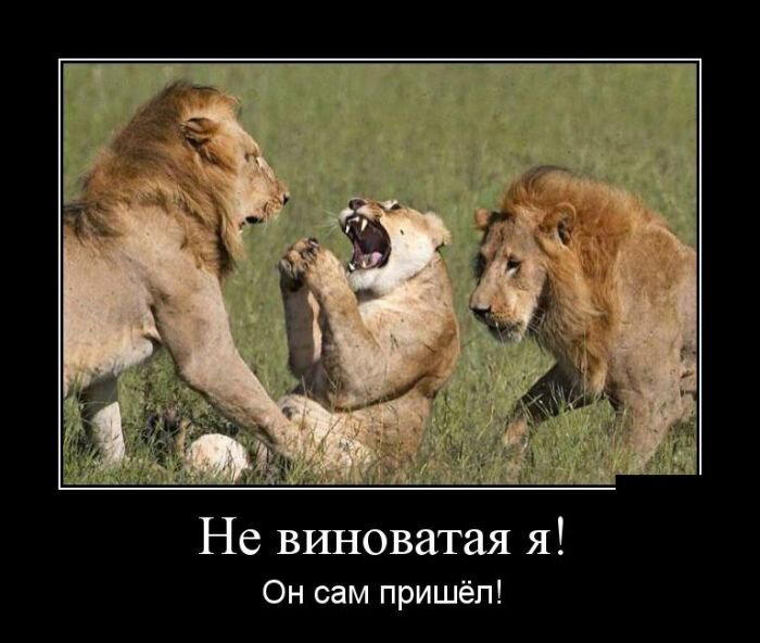 Демотиваторы