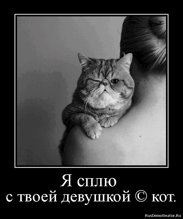 День подмигивания кошкам