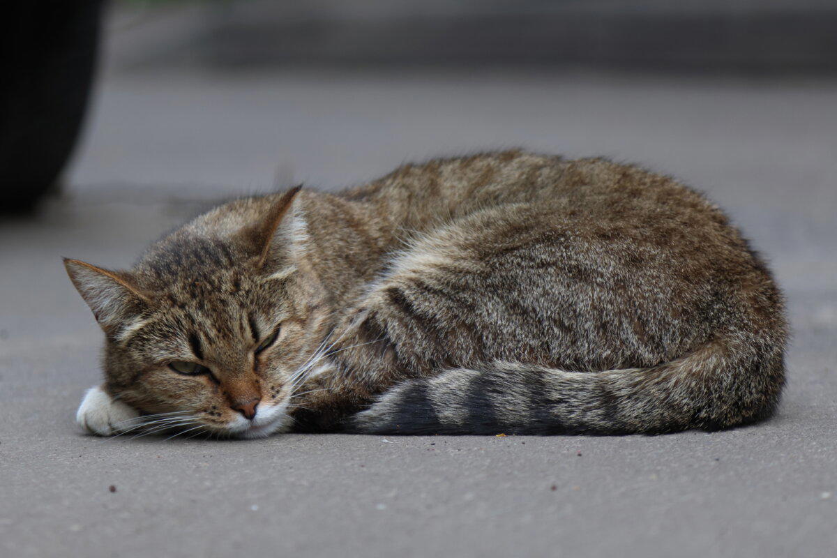 Кошки