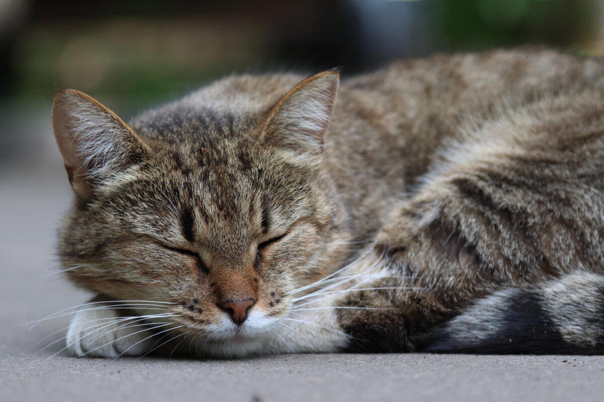 Кошки