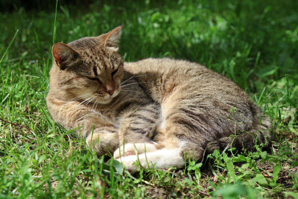 Кошки