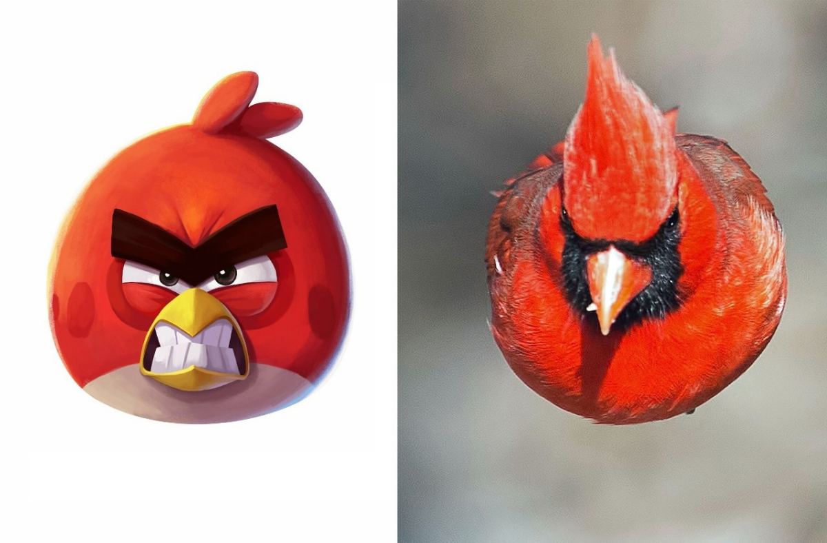 Красный кардинал - главная птичка из Angry birds