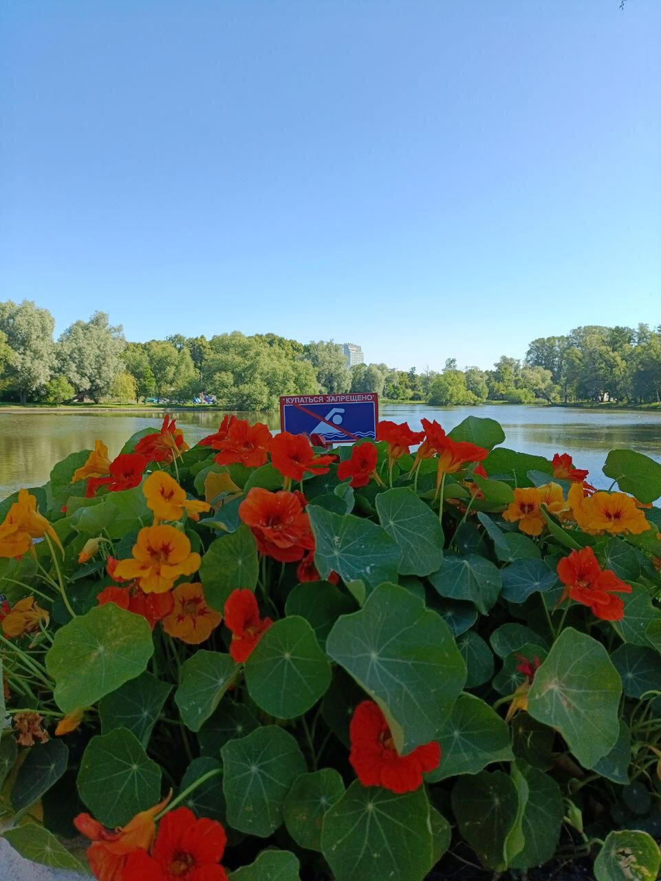 Купаюсь в зелени. Фото.