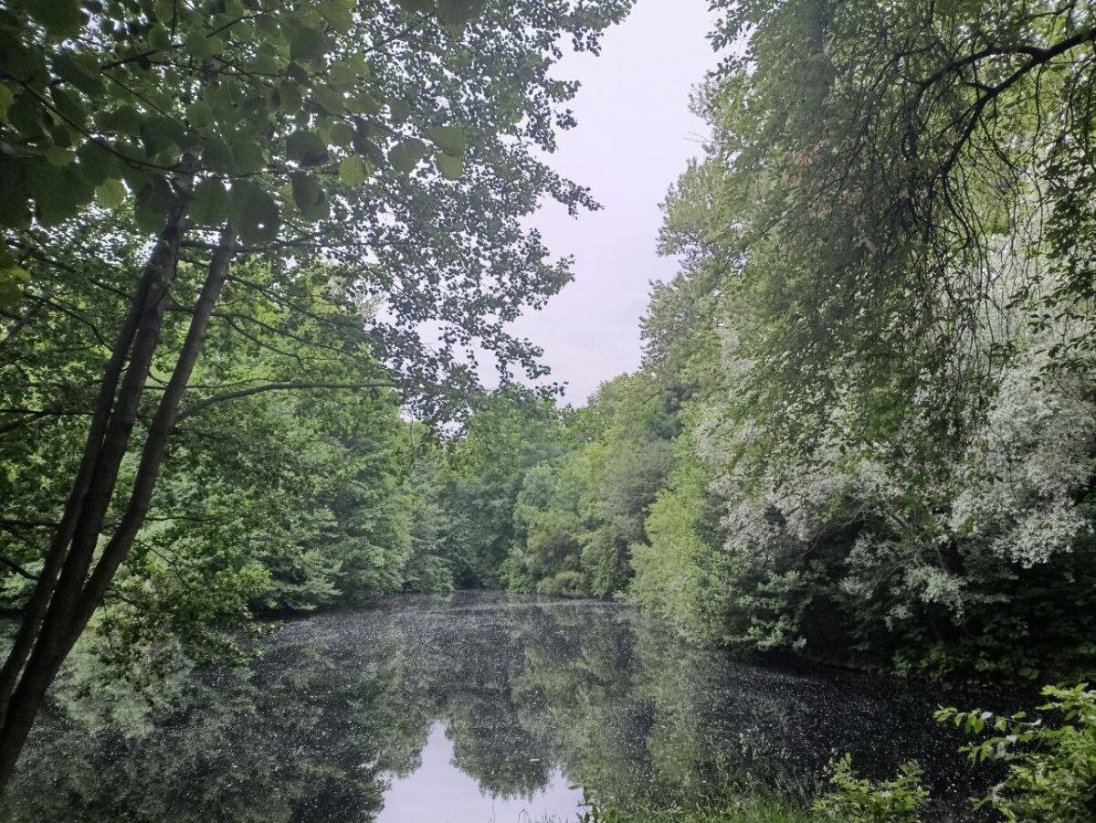 Купаюсь в зелени. Фото.
