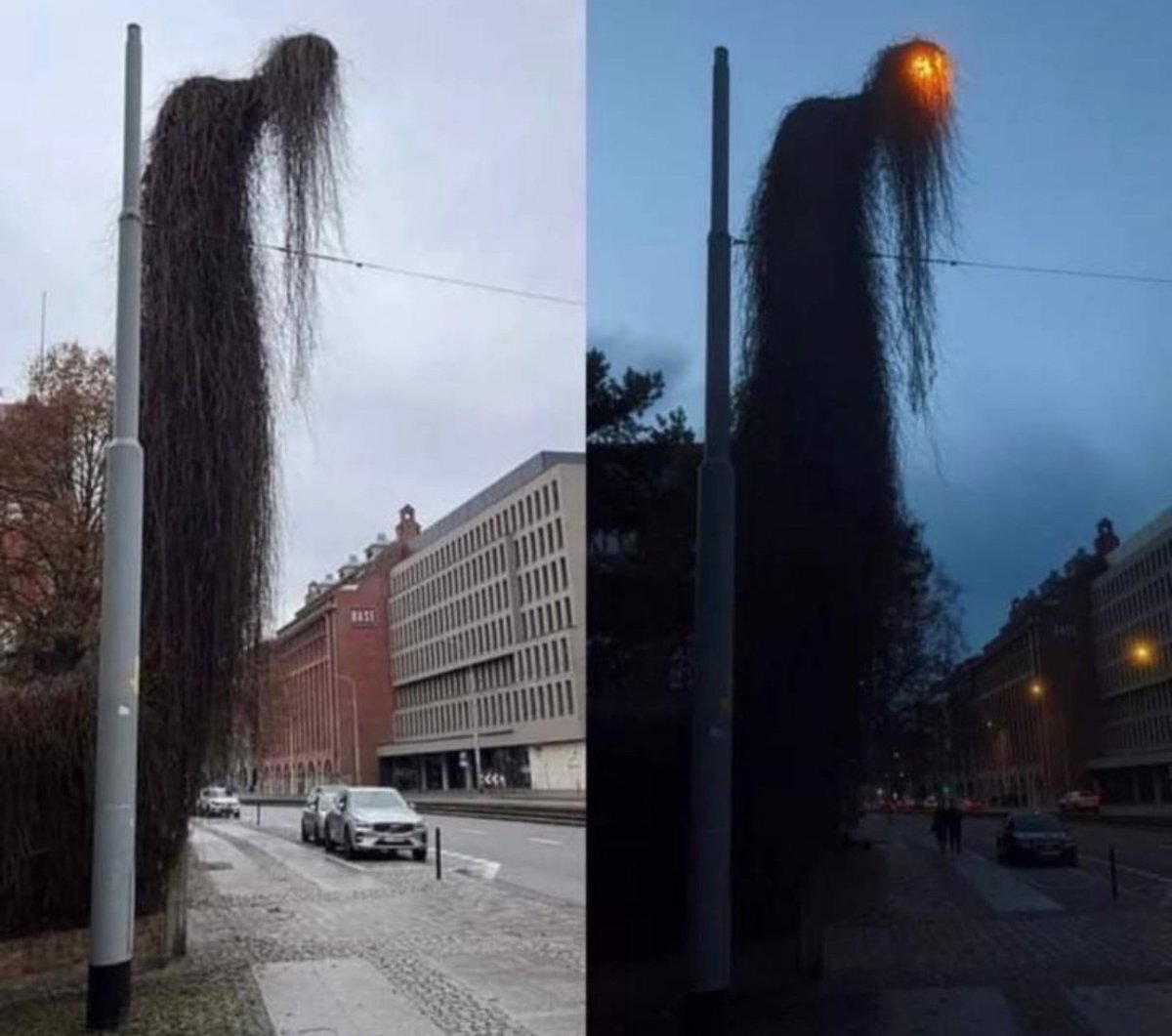 Чудесно обросший фонарь