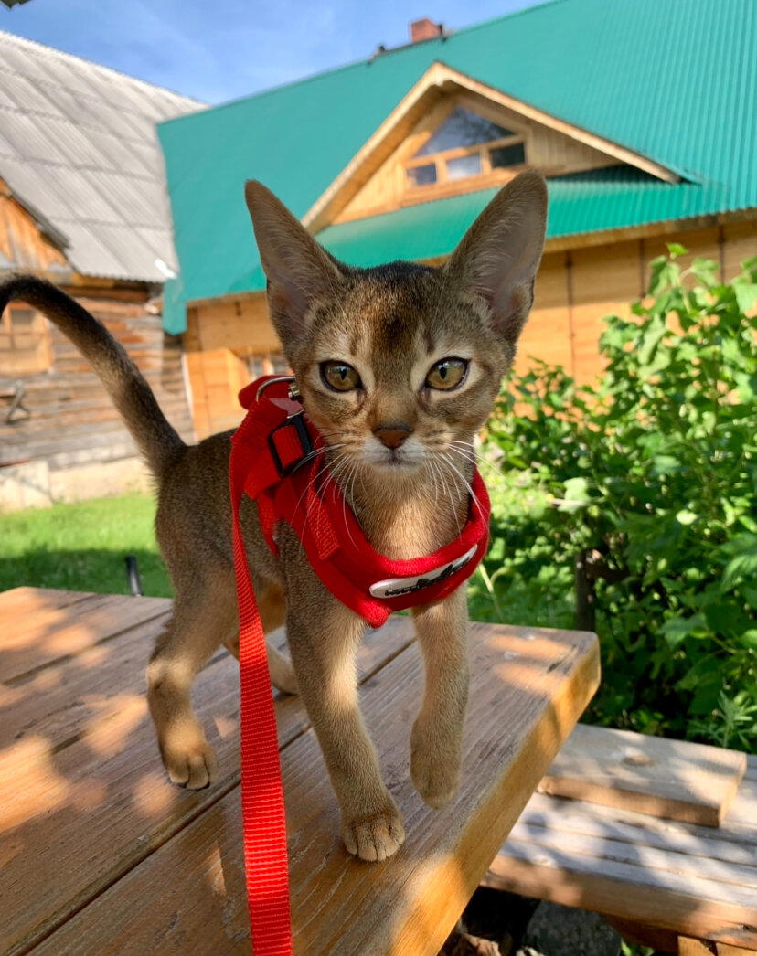 С этого же стола началось знакомство с природой у нашей коши год назад)