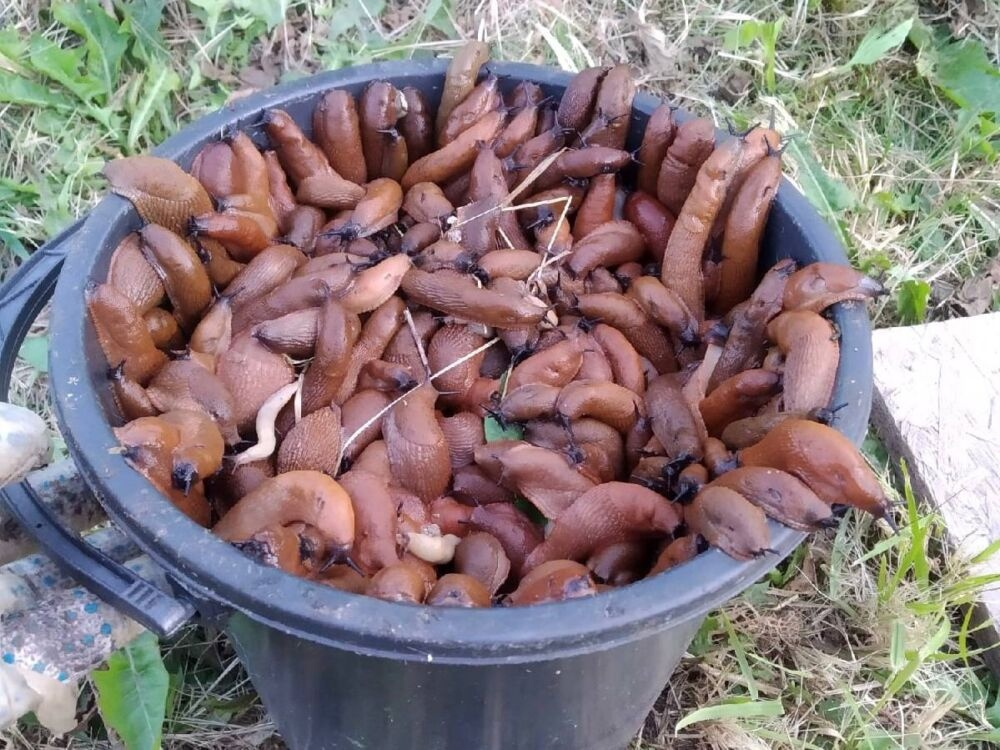 А говорят, что губит — не пиво!