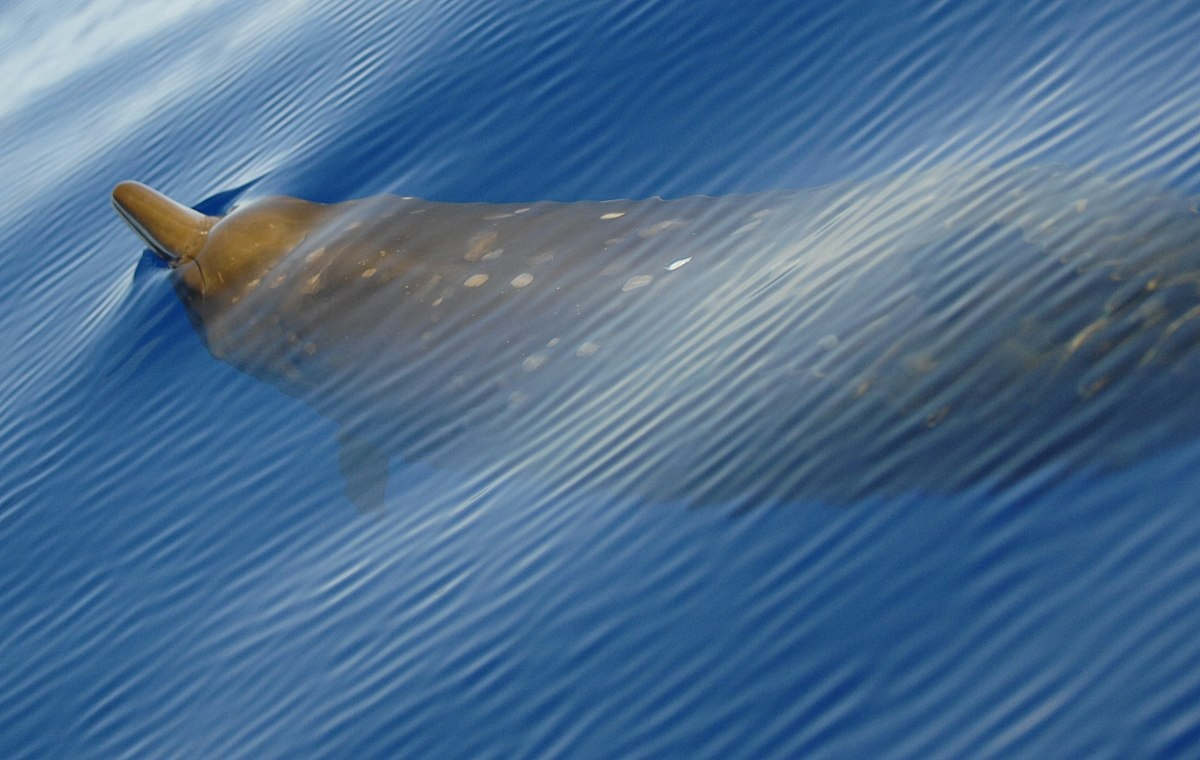 Северный плавун (Berardius bairdii)