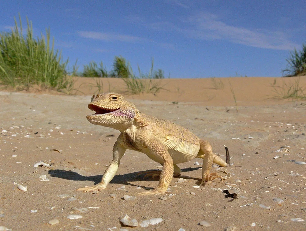 Ушастая круглоголовка (Phrynocephalus mystaceus)