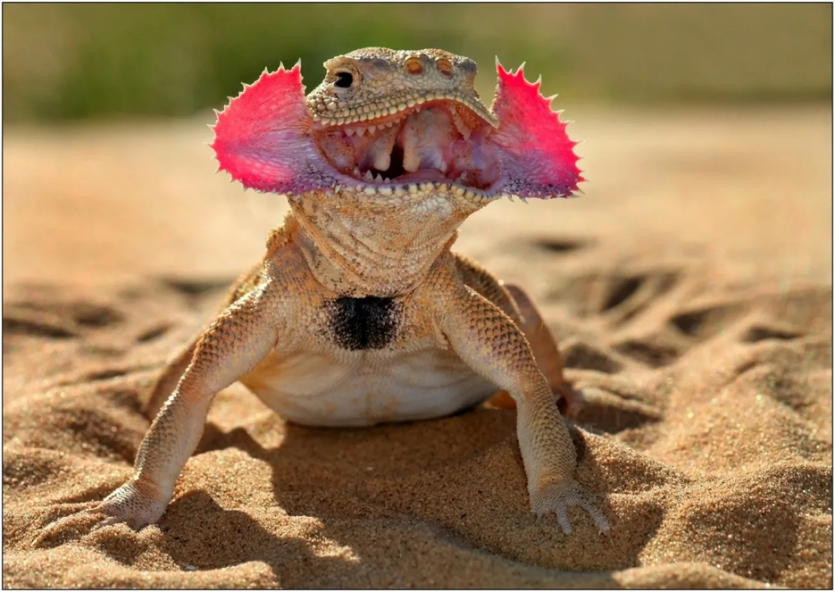Ушастая круглоголовка (Phrynocephalus mystaceus)