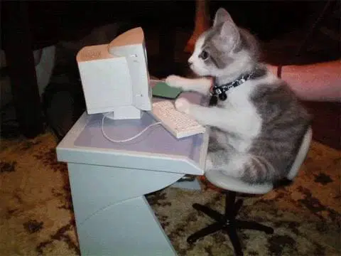 Котики устали работать и тоже хотят на пляж