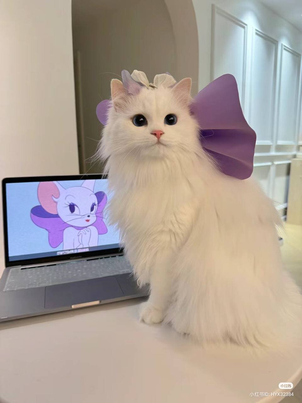 Котики устали работать и тоже хотят на пляж