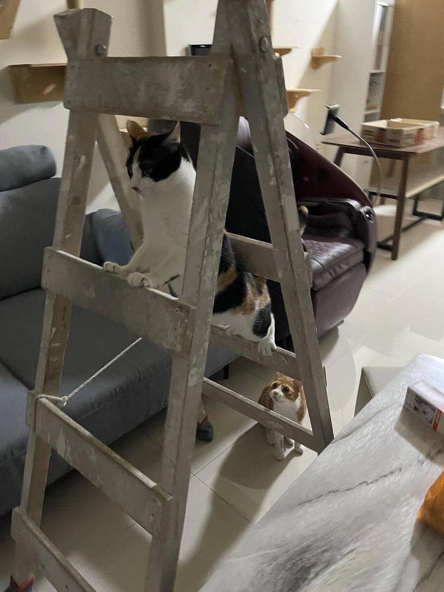 Котики устали работать и тоже хотят на пляж