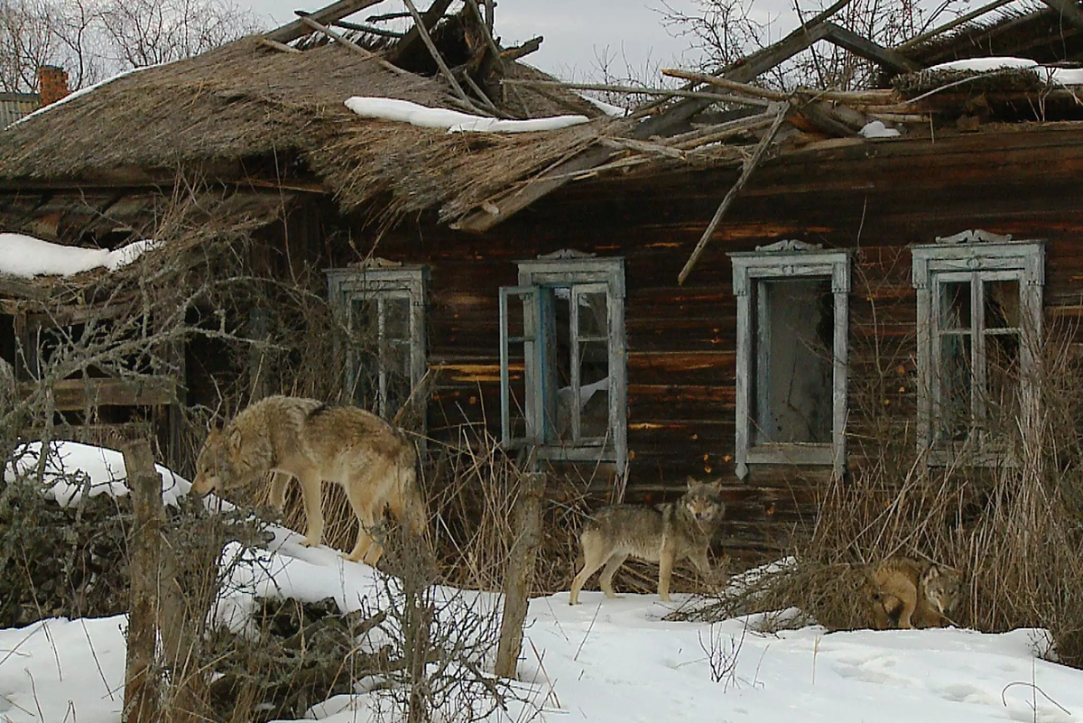 Эх, ни Красной Шапки, ни Бабушки её. Придётся на оленей охотиться!