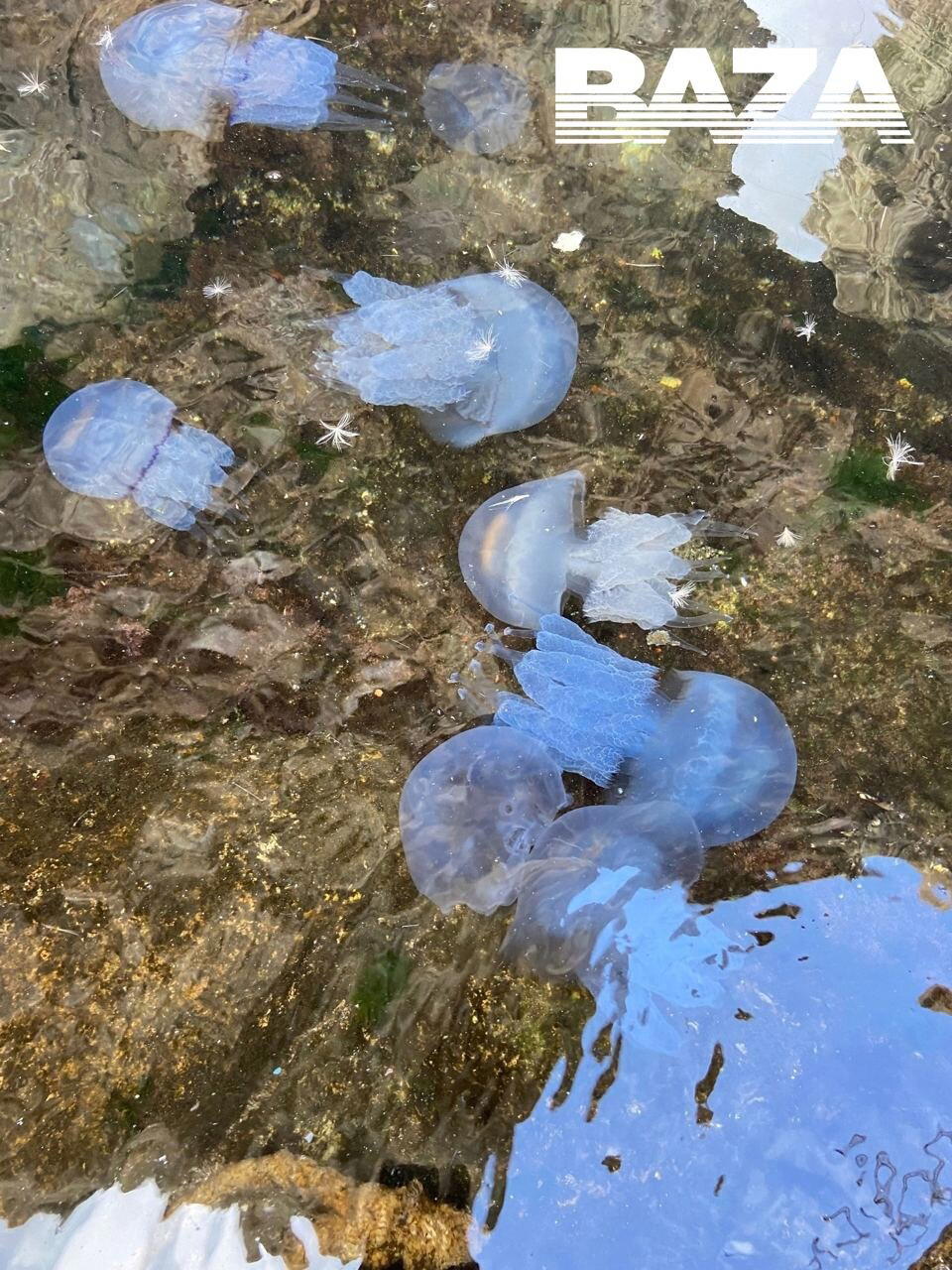 Очень красивое нашествие медуз в Крыму. Стрекающие заполонили воды у мыса Тарханкут.