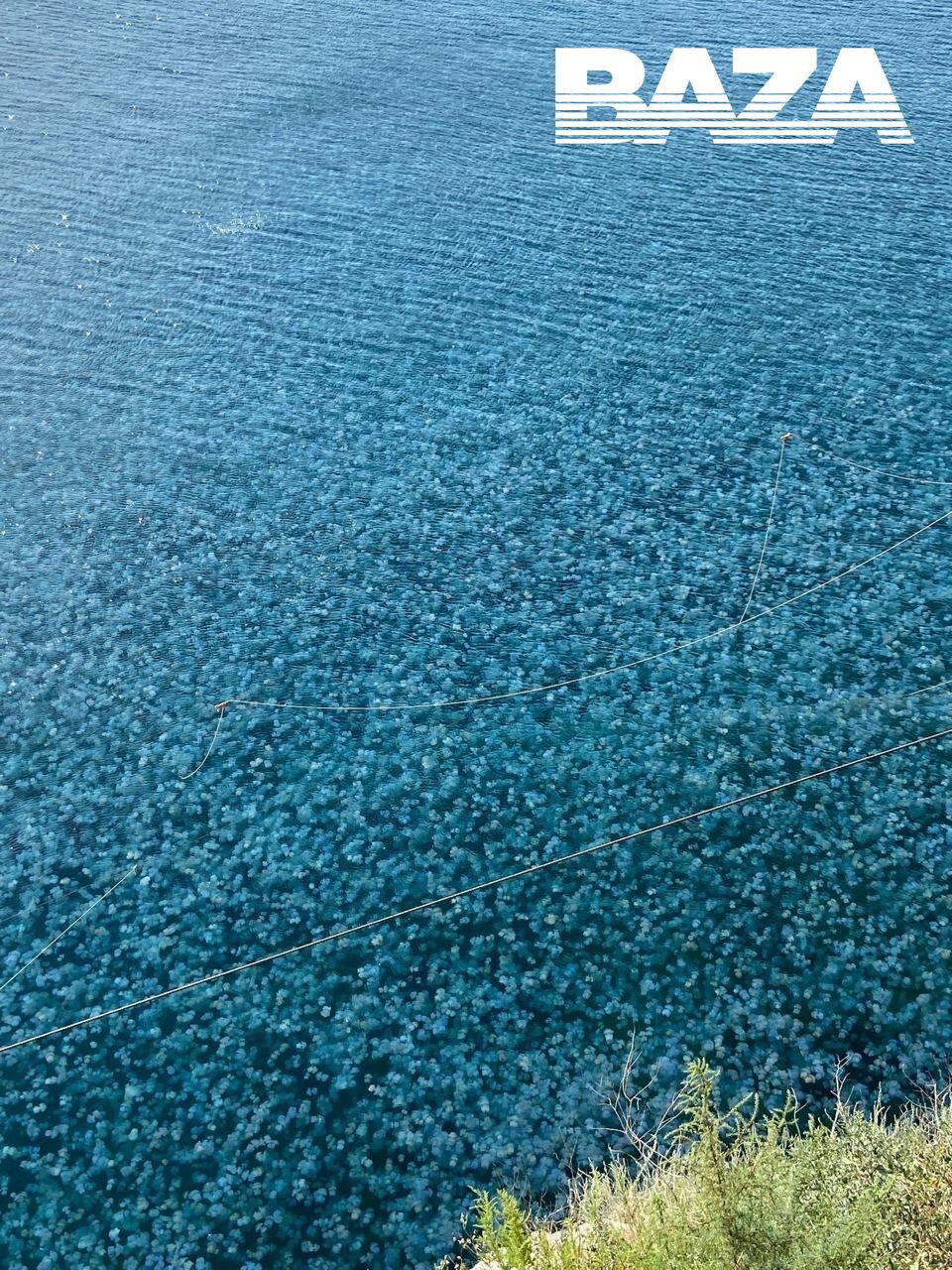 Очень красивое нашествие медуз в Крыму. Стрекающие заполонили воды у мыса Тарханкут.