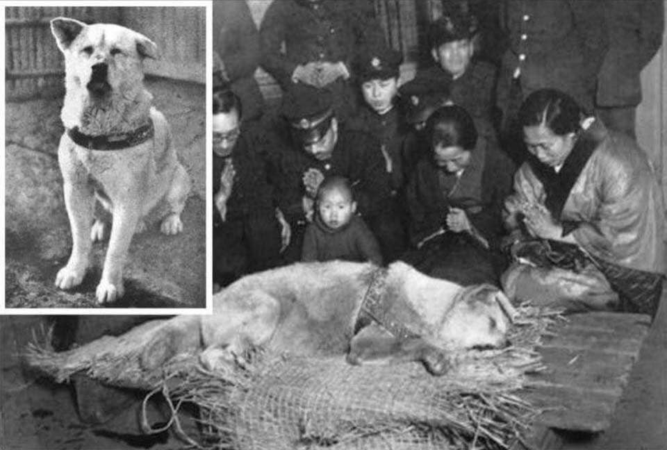 Последняя фотография Хатико, верного пса, который более 9 лет ждал за пределами станции Сибуя возвращения своего хозяина, даже после его смерти. 1935