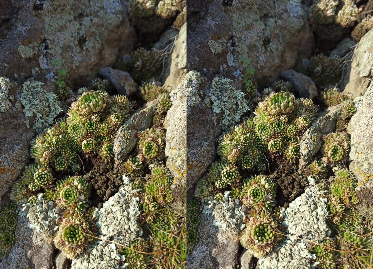 Горноколосники<br>