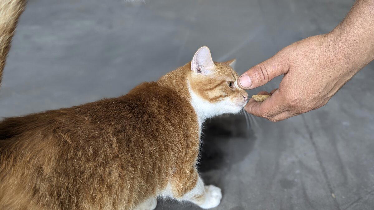 Заводской котик