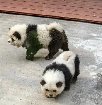 🐼Какие-то странные панды, не находите?