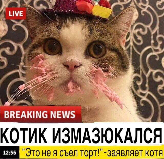 Немножко бреакинг ньюс с котиками для вас в этот понедельник