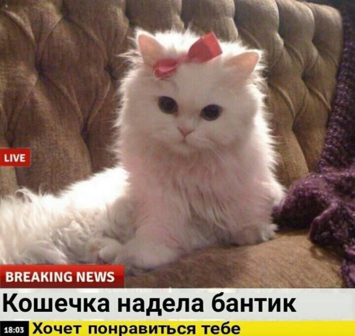 Немножко бреакинг ньюс с котиками для вас в этот понедельник