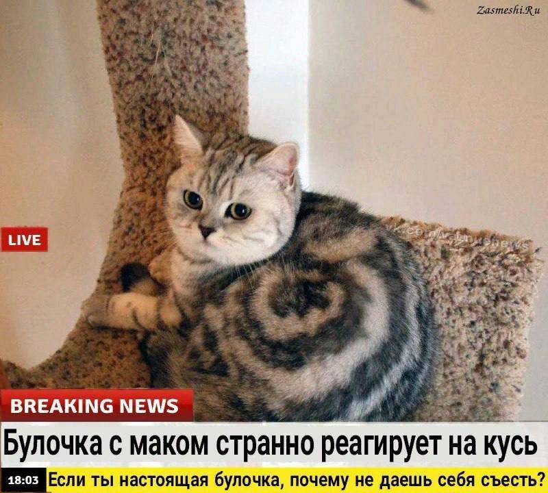 Немножко бреакинг ньюс с котиками для вас в этот понедельник