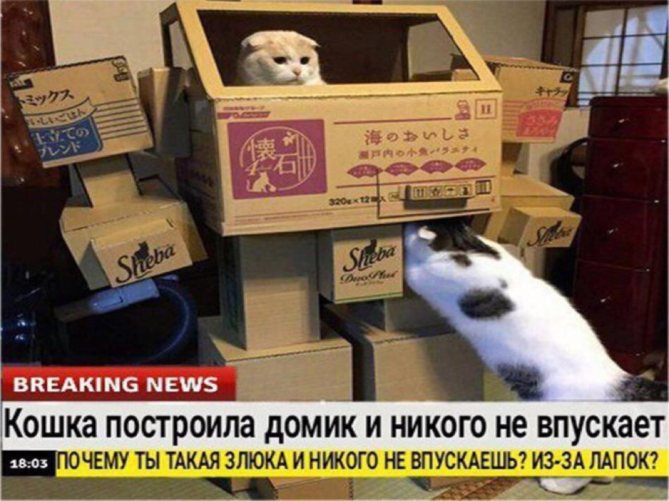Немножко бреакинг ньюс с котиками для вас в этот понедельник