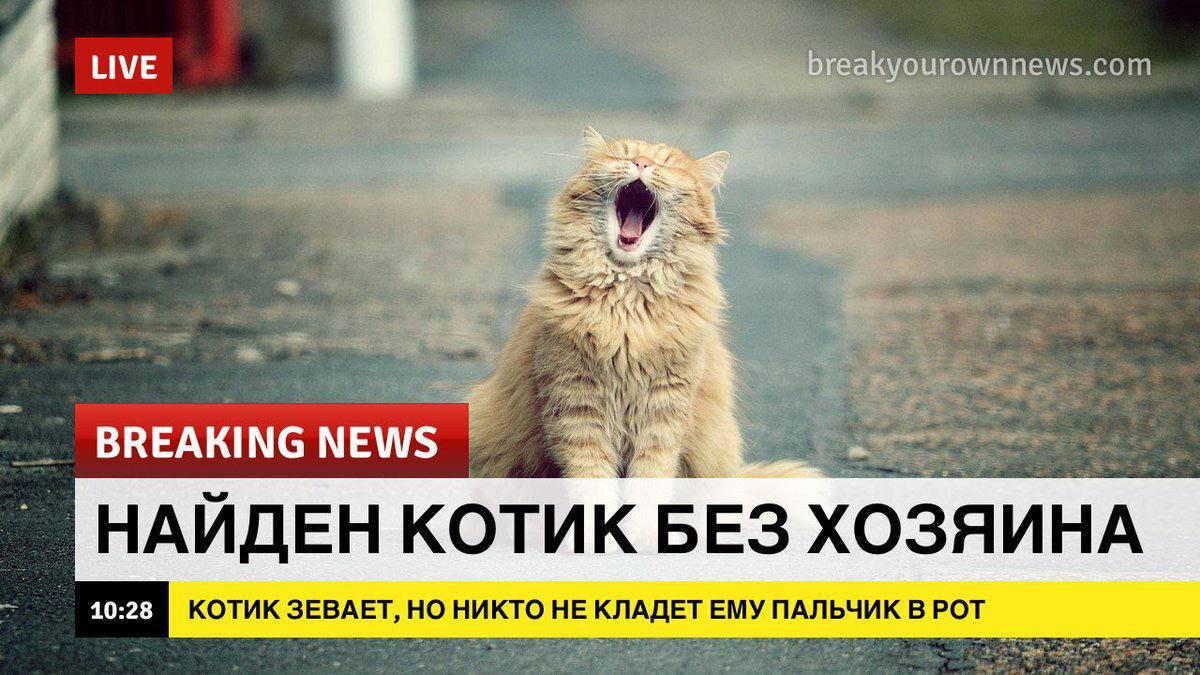 Немножко бреакинг ньюс с котиками для вас в этот понедельник