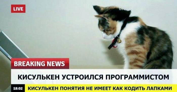Немножко бреакинг ньюс с котиками для вас в этот понедельник