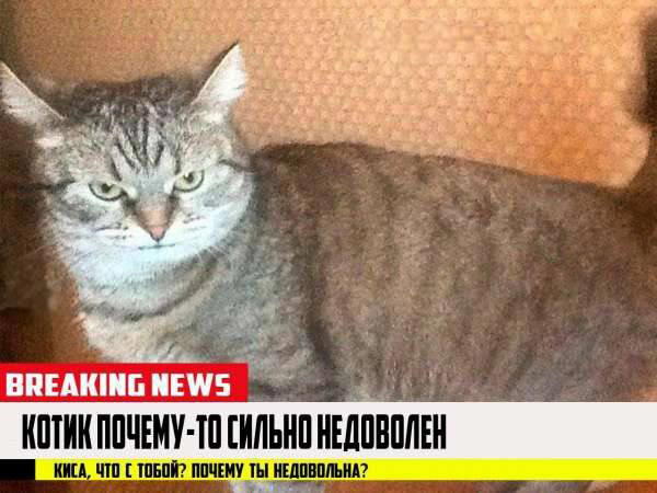 Немножко бреакинг ньюс с котиками для вас в этот понедельник