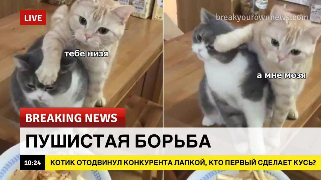 Немножко бреакинг ньюс с котиками для вас в этот понедельник