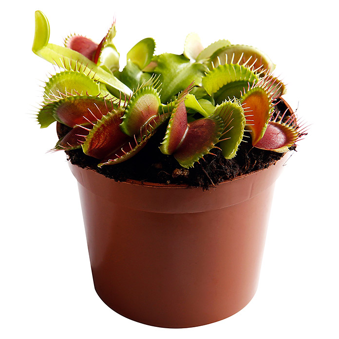 Венерина мухоловка (Dionaea muscipula)