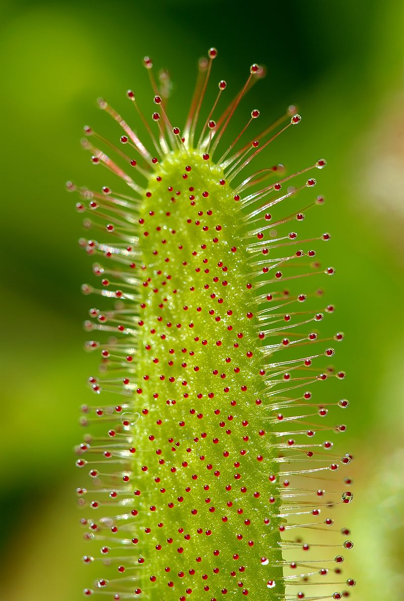 Росянка капская (Drosera capensis)