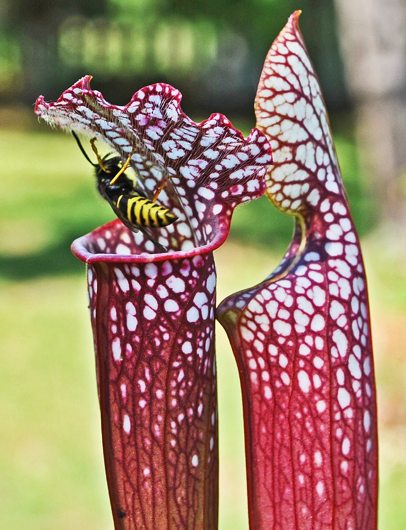 Sarracenia leucophylla сорт — 'Tarnok'