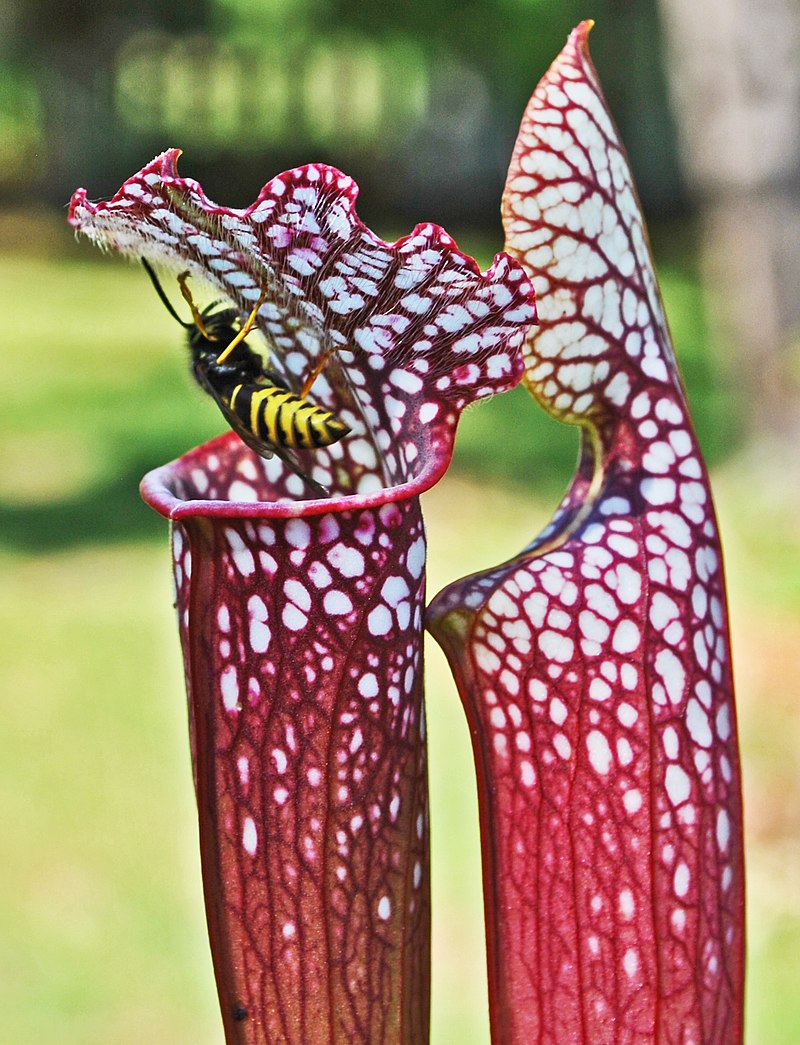 Sarracenia leucophylla сорт — 'Tarnok'