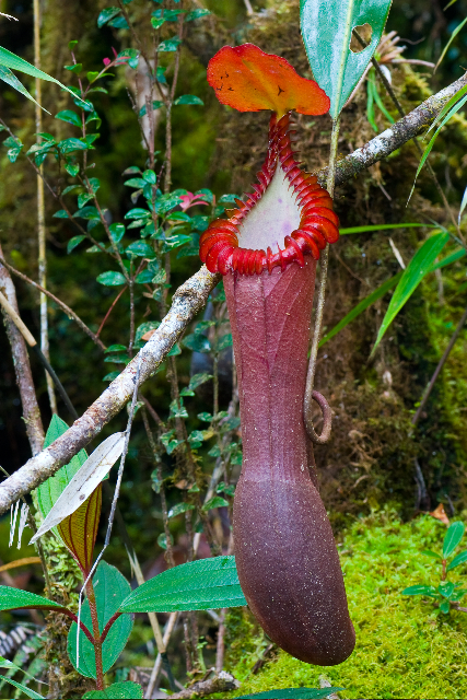 Nepenthes edwardsiana