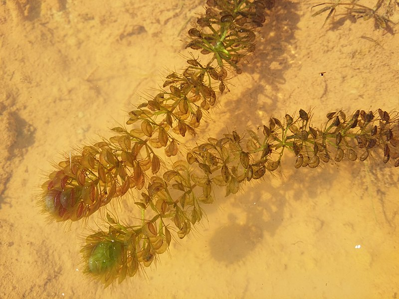 Альдрованда пузырчатая (Aldrovanda vesiculosa)