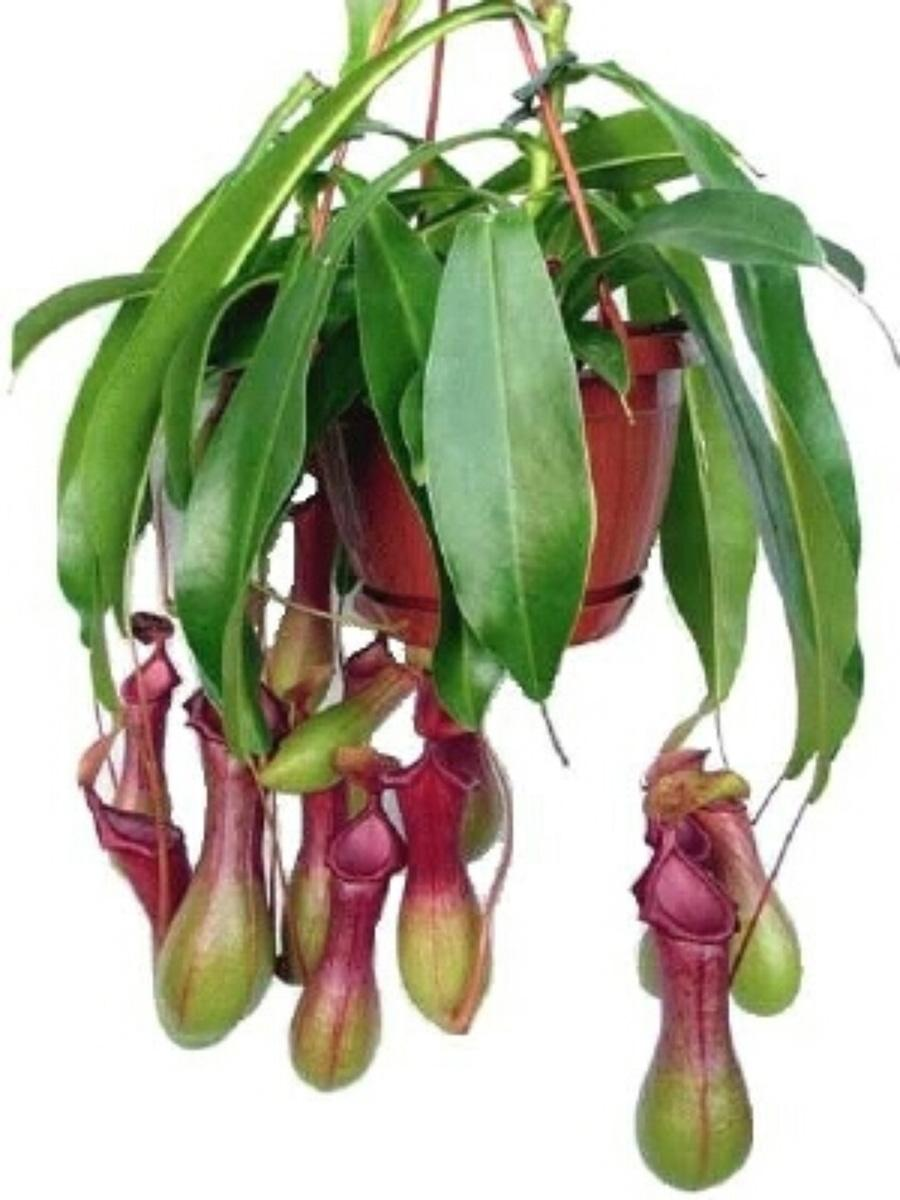 Nepenthes Alata Blanco