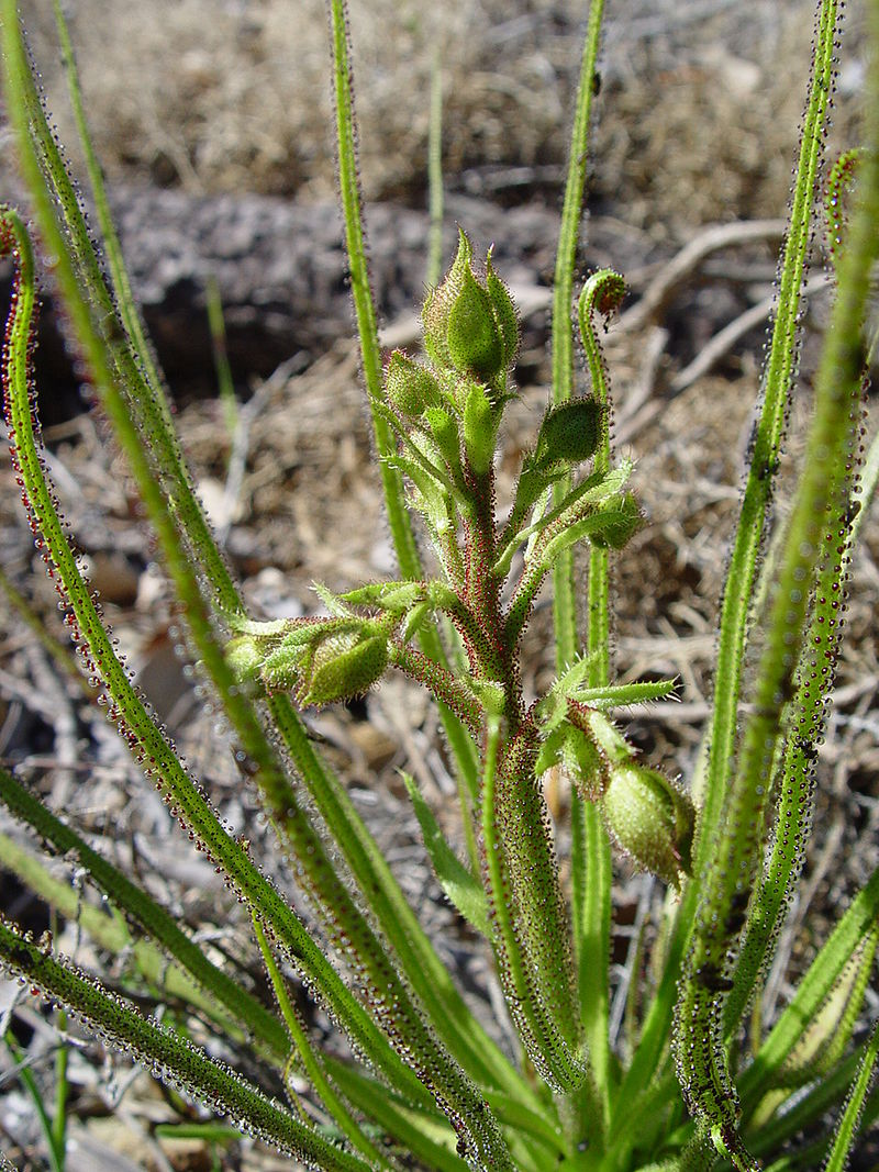 Росолист (лат.Drosophyllum)