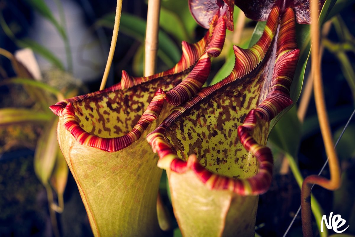 Непентес Аттенборо (Nepenthes attenboroughii)