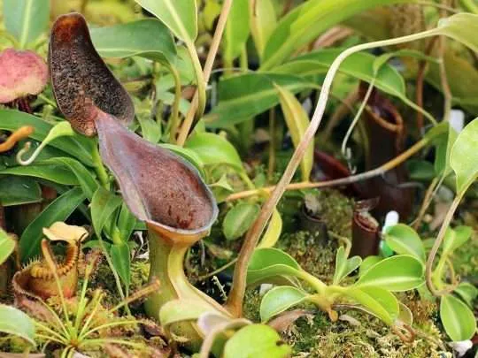 Непентес Лоу (Nepenthes lowii)