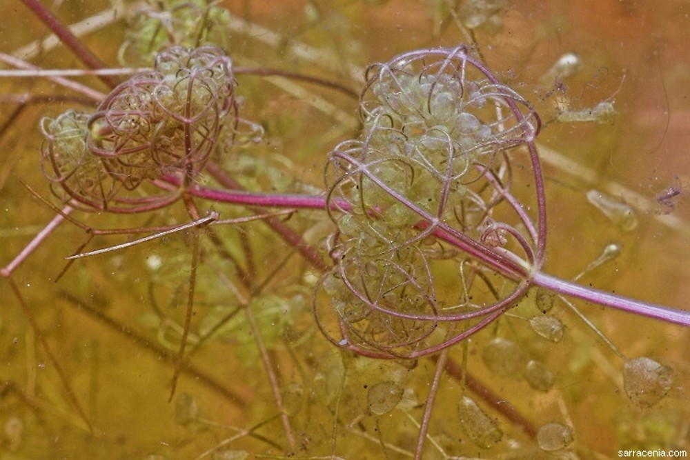 Пузырчатка пурпурная (Utricularia purpurea)