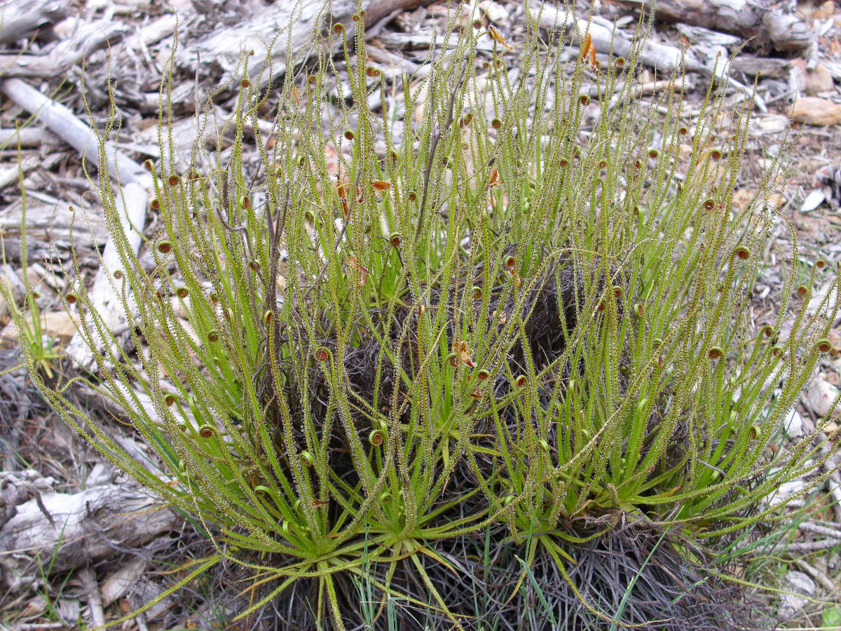 росолист лузитанский (Drosophyllum lusitanicum)