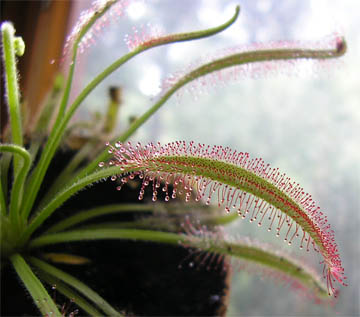 Росянка капская (лат.Drósera capensis)