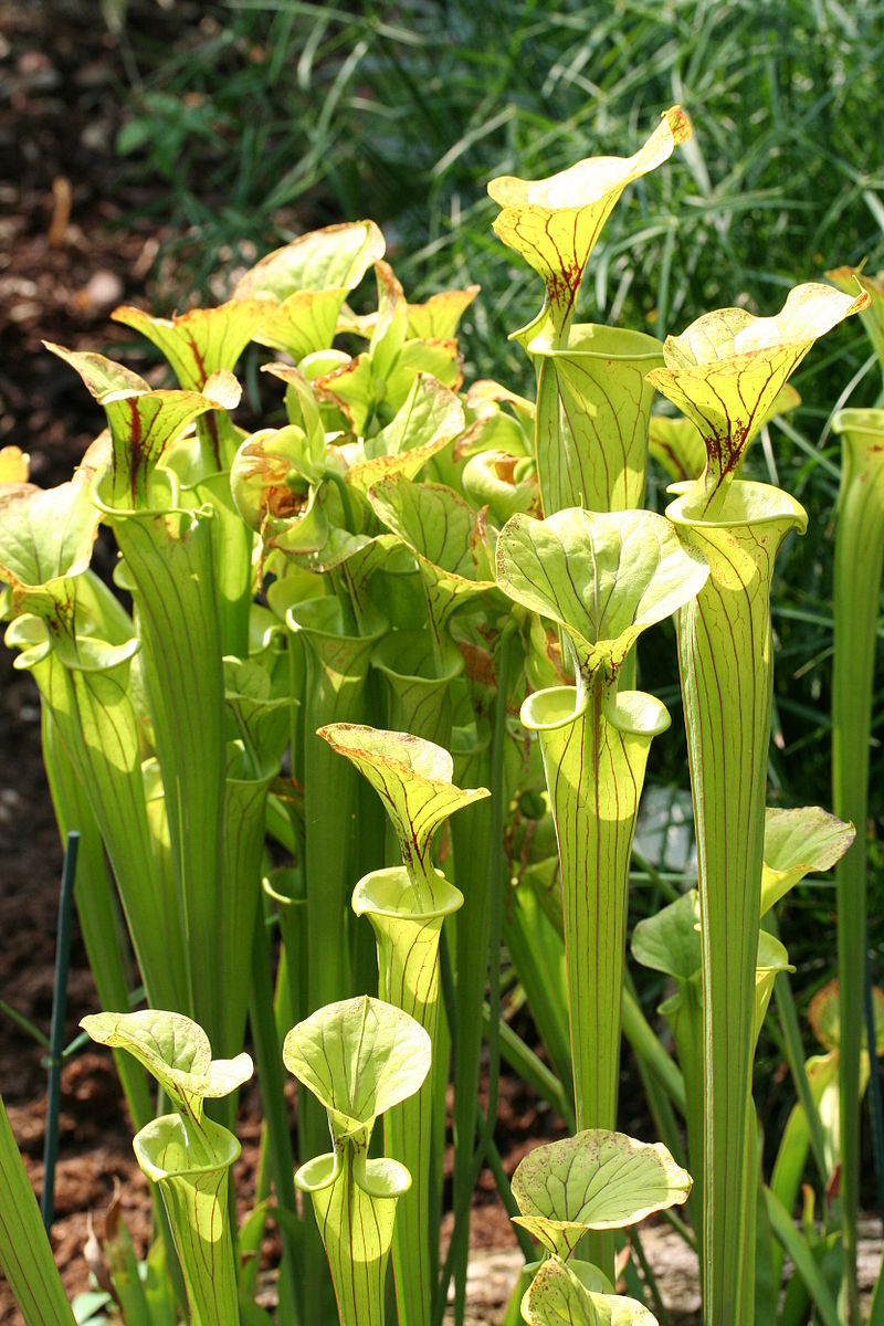 Жёлтая мухоловка (лат. Sarracenia flava)