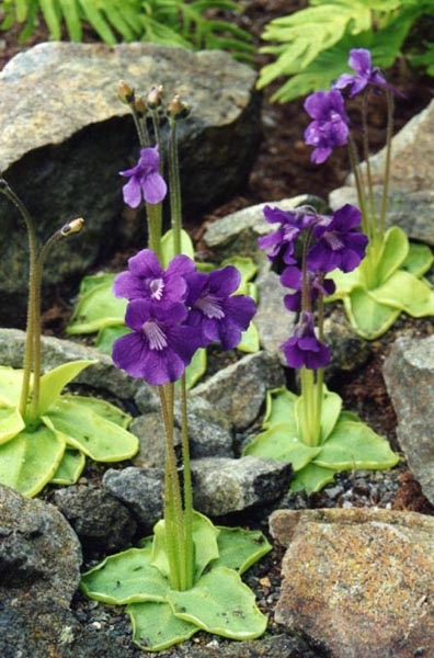 Жирянка крупноцветковая (лат. Pinguicula grandiflora)